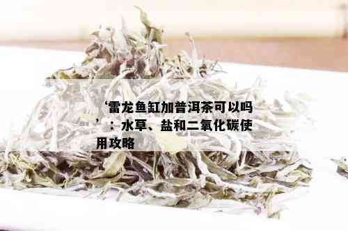 ‘雷龙鱼缸加普洱茶可以吗’：水草、盐和二氧化碳使用攻略