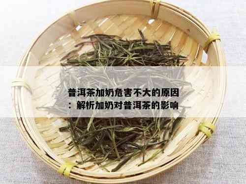 普洱茶加奶危害不大的原因：解析加奶对普洱茶的影响