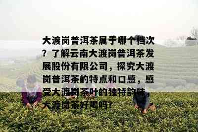 大渡岗普洱茶属于哪个档次？了解云南大渡岗普洱茶发展股份有限公司，探究大渡岗普洱茶的特点和口感，感受大渡岗茶叶的独特韵味，大渡岗茶好喝吗？