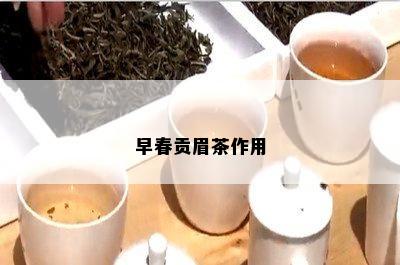 早春贡眉茶作用