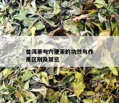 普洱茶与六堡茶的功效与作用区别及禁忌