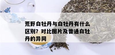 荒野白牡丹与白牡丹有什么区别？对比图片及普通白牡丹的异同