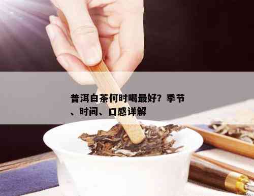 普洱白茶何时喝更好？季节、时间、口感详解