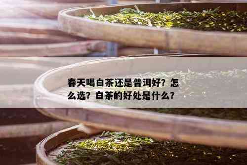 春天喝白茶还是普洱好？怎么选？白茶的好处是什么？