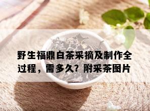 野生福鼎白茶采摘及制作全过程，需多久？附采茶图片