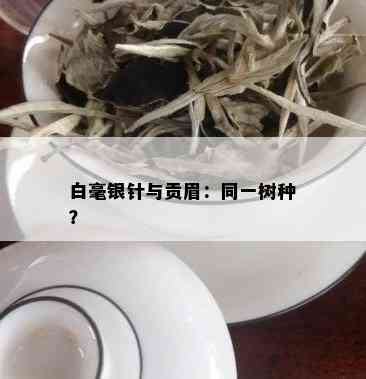 白毫银针与贡眉：同一树种？