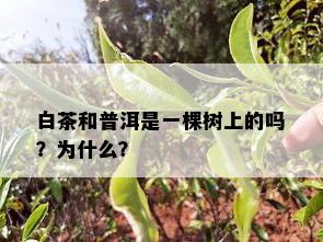 白茶和普洱是一棵树上的吗？为什么？