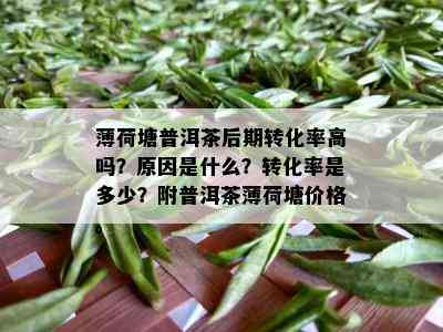 薄荷塘普洱茶后期转化率高吗？原因是什么？转化率是多少？附普洱茶薄荷塘价格。