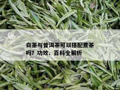 白茶与普洱茶可以搭配煮茶吗？功效、百科全解析