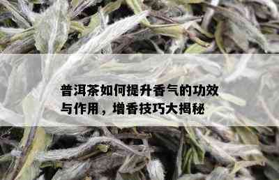 普洱茶如何提升香气的功效与作用，增香技巧大揭秘