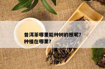 普洱茶哪里能种树的根呢？种植在哪里？