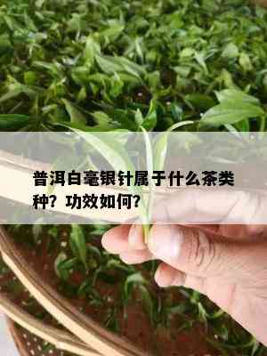 普洱白毫银针属于什么茶类种？功效如何？