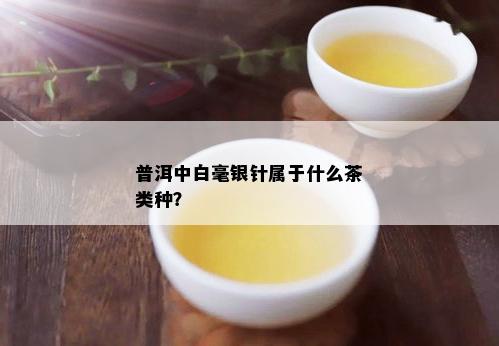 普洱中白毫银针属于什么茶类种？