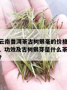 云南普洱茶古树银毫的价格、功效及古树银芽是什么茶？