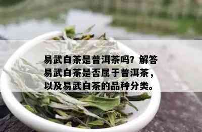 易武白茶是普洱茶吗？解答易武白茶是否属于普洱茶，以及易武白茶的品种分类。