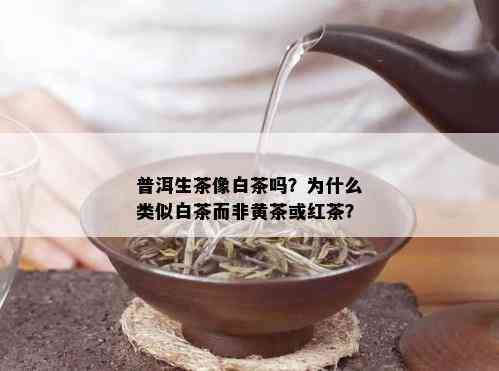 普洱生茶像白茶吗？为什么类似白茶而非黄茶或红茶？