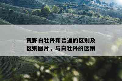 荒野白牡丹和普通的区别及区别图片，与白牡丹的区别