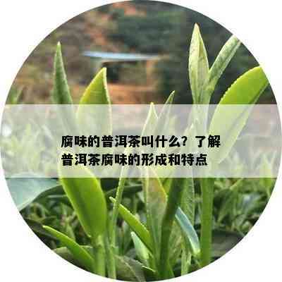 腐味的普洱茶叫什么？了解普洱茶腐味的形成和特点