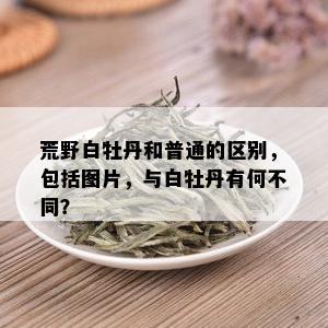 荒野白牡丹和普通的区别，包括图片，与白牡丹有何不同？