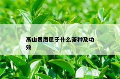 高山贡眉属于什么茶种及功效