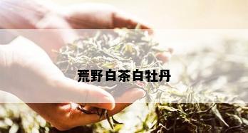 荒野白茶白牡丹