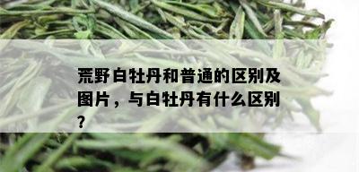 荒野白牡丹和普通的区别及图片，与白牡丹有什么区别？