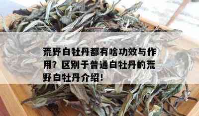 荒野白牡丹都有啥功效与作用？区别于普通白牡丹的荒野白牡丹介绍！