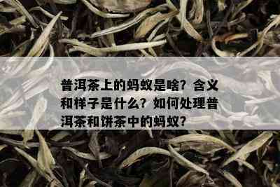 普洱茶上的蚂蚁是啥？含义和样子是什么？如何处理普洱茶和饼茶中的蚂蚁？