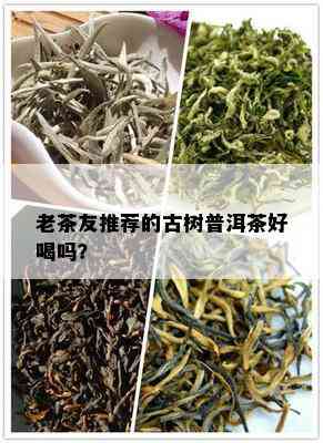 老茶友推荐的古树普洱茶好喝吗？