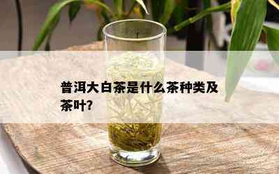 普洱大白茶是什么茶种类及茶叶？