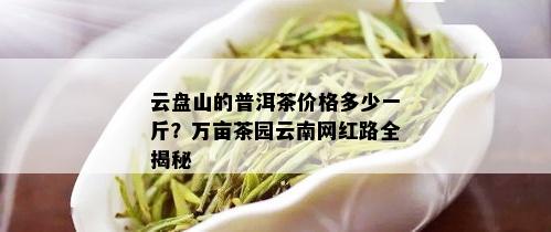 云盘山的普洱茶价格多少一斤？万亩茶园云南网红路全揭秘