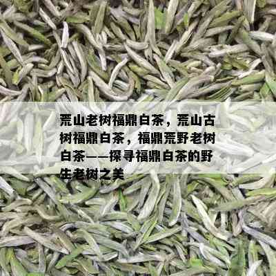 荒山老树福鼎白茶，荒山古树福鼎白茶，福鼎荒野老树白茶——探寻福鼎白茶的野生老树之美