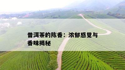 普洱茶的陈香：浓郁感觉与香味揭秘