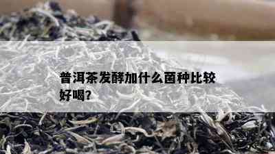 普洱茶发酵加什么菌种比较好喝？