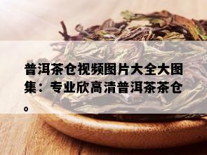 普洱茶仓视频图片大全大图集：专业欣高清普洱茶茶仓。