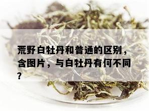 荒野白牡丹和普通的区别，含图片，与白牡丹有何不同？