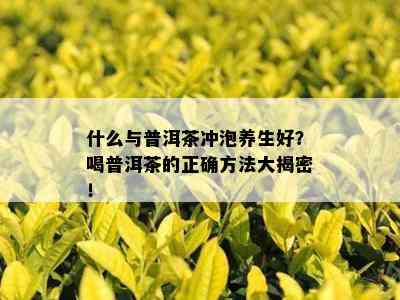 什么与普洱茶冲泡养生好？喝普洱茶的正确方法大揭密！