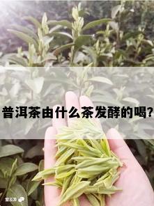 普洱茶由什么茶发酵的喝？