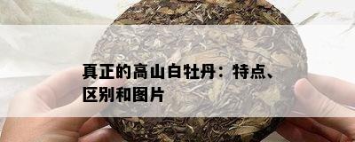 真正的高山白牡丹：特点、区别和图片