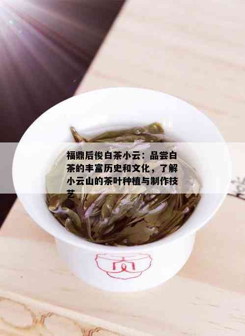 福鼎后俊白茶小云：品尝白茶的丰富历史和文化，了解小云山的茶叶种植与制作技艺