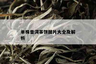 单株普洱茶饼图片大全及解析