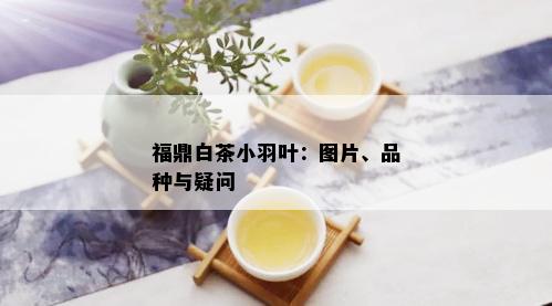 福鼎白茶小羽叶：图片、品种与疑问