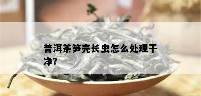 普洱茶笋壳长虫怎么处理干净？