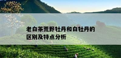 老白茶荒野牡丹和白牡丹的区别及特点分析