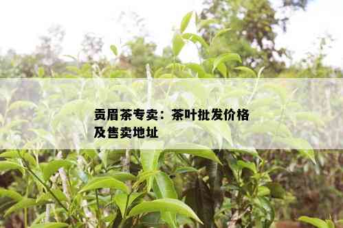 贡眉茶专卖：茶叶批发价格及售卖地址