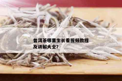 普洱茶哪里生长看视频教程及讲解大全？