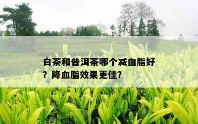 白茶和普洱茶哪个减血脂好？降血脂效果更佳？