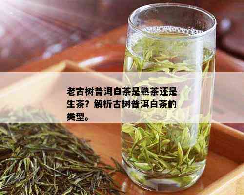 老古树普洱白茶是熟茶还是生茶？解析古树普洱白茶的类型。