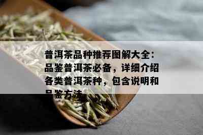 普洱茶品种推荐图解大全：品鉴普洱茶必备，详细介绍各类普洱茶种，包含说明和品鉴方法。