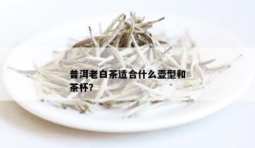 普洱老白茶适合什么壶型和茶杯？